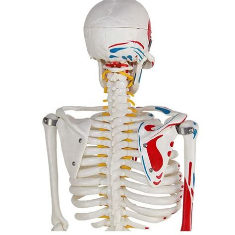 Human Skeleton Model With Painted Muscles Origins And Insertions 85cm