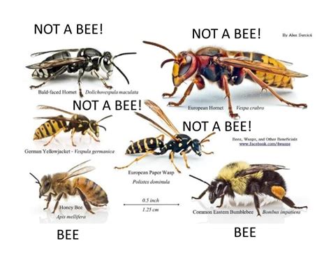 Bees Wasps Or Hornets Removal Finding Saving And Breeding Local