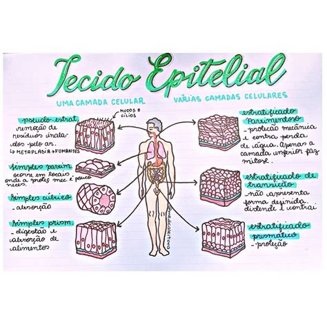 Mapa Mental Sobre Tecido Epitelial Askbrain