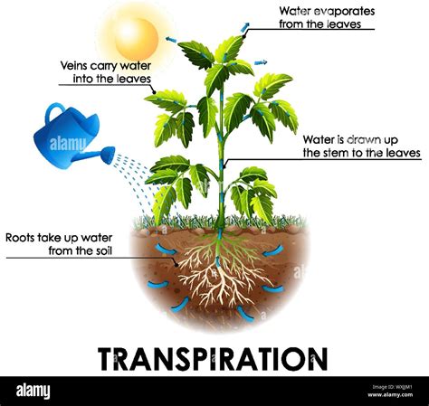 Diagrama Que Muestra La Transpiración De Las Plantas Y El Agua