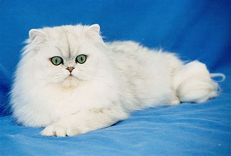 Najbardziej znani - Pers ⋆ Z kotem pod jednym dachem