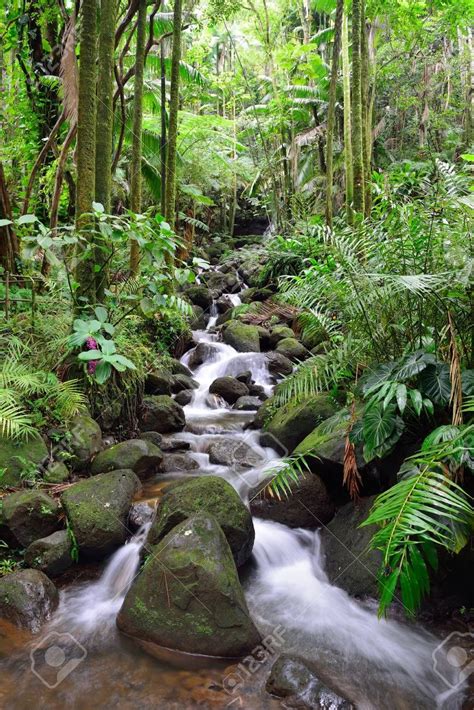 Beautiful Waterfall In The Green Tropical Forest Jungle In Hawaii