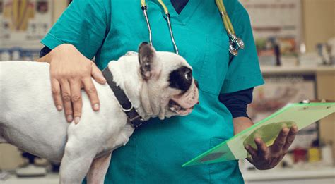 Book your appointment online today. Small & Large Animal Surgery - Veterinarian Near S4P - Vet ...