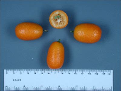 Plant Id Fruits Nuts Kumquat Florida Master Gardener Volunteer