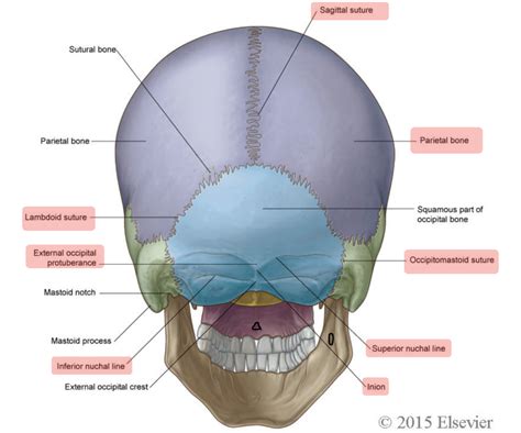 Posterior View Of The Skull Base Neuroanatomy The Neurosurgical Atlas