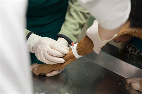 Dog Blood Test Stock Photos Pictures And Royalty Free Images Istock