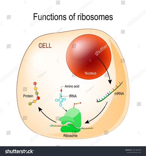 Function Of Ribosomes Cell With Organelles Nucleus Mrna Proteins
