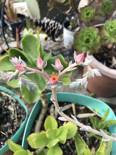 We did not find results for: My succulent flower stem split into two! : succulents