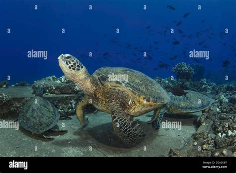 Three Hawaiian Green Sea Turtles Chelonia Mydas Resting Along The