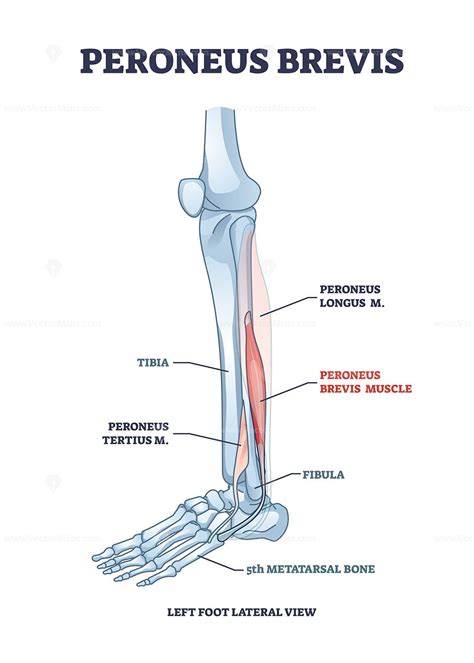 Peroneus Brevis Leg Muscle With Longus And Tertius Location Outline