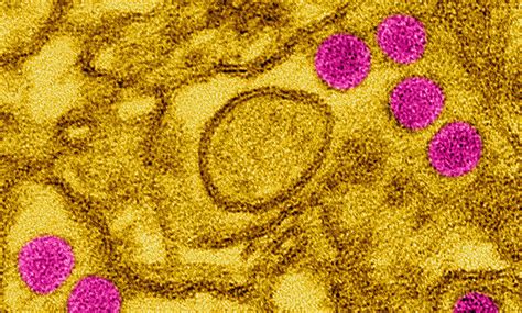 Zika Virus Successfully Produced In The Laboratory Max Planck Gesellschaft