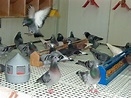 Mis amigas las palomas: Fotos palomas mensajeras