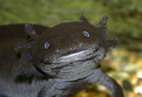 As an amphibian, they possesses both lungs axolotls are neotenic salamanders which will never really metamorphosed into mature salamanders. Ambystoma mexicanum; Axolotl mexicain