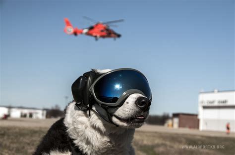 Headgear Imgur Dog Goggles Dog Helmet Working Dogs