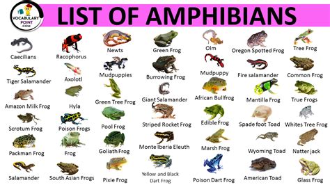 List Of Amphibians List Of Amphibians With Pictures Vocabulary Point