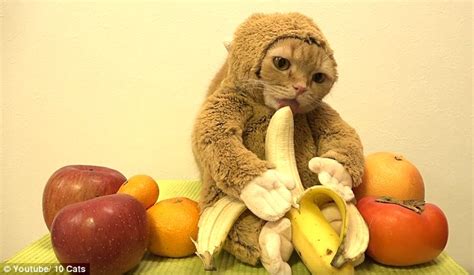 Allogrooming refers to social grooming between members of the same species. 9 Bizarre Things Cats Love to Lick