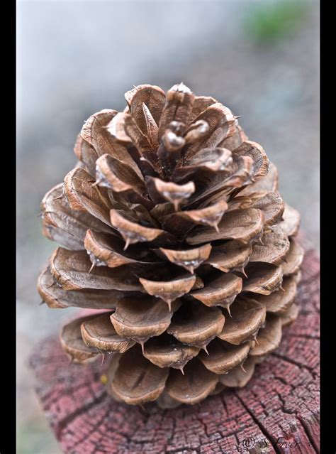 Cone Of The Ponderosa Pine Shannon Freer Flickr