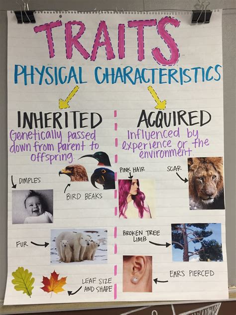 Inherited Traits Worksheets 5th Grade Inherited Traits Behaviors Anchor