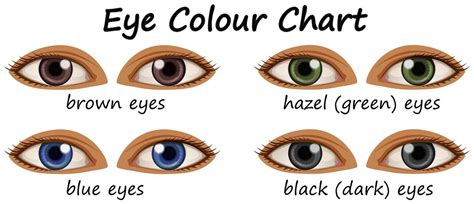 Human Eyes With Different Colors 299749 Vector Art At Vecteezy