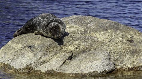 Saimaa Ringed Seal Nationalparksfi