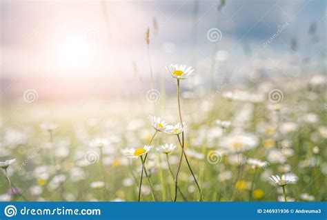 Daisies In The Sunny Meadow Stock Photo Image Of Flower Daisies