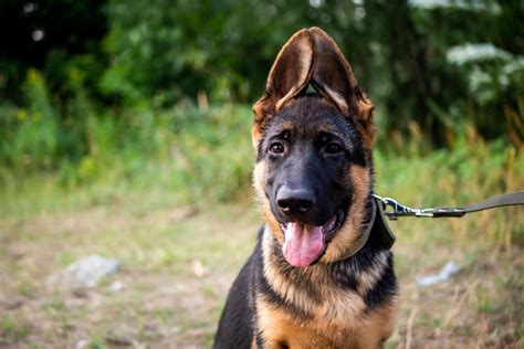 Top 10 When Do German Shepherds Ears Stand Up You Need To Know