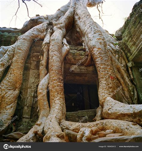 Giant Banyan Trees At Angkor Wat — Stock Photo © Gi0572 165453412