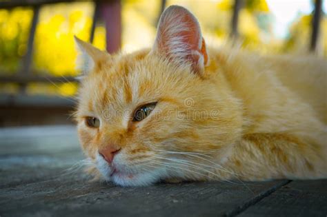 portrait of red cat stock image image of kitten macro 155392939