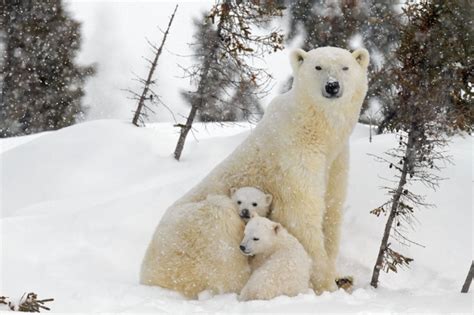 Baby Polar Bear Cubs In Canada Captured With Pictures New York Daily News