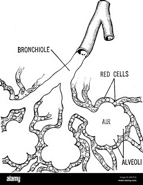 Principles Of Modern Biology Biology Alveoli Fig 19 7 Close