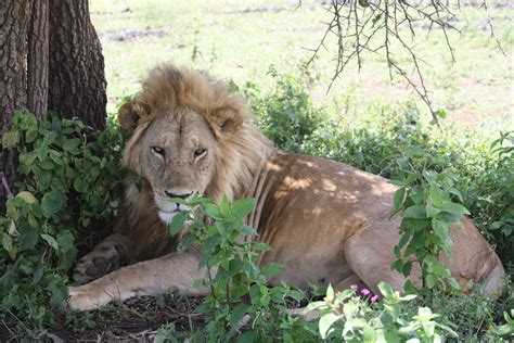 Male Lion Serengeti National Park Tanzania