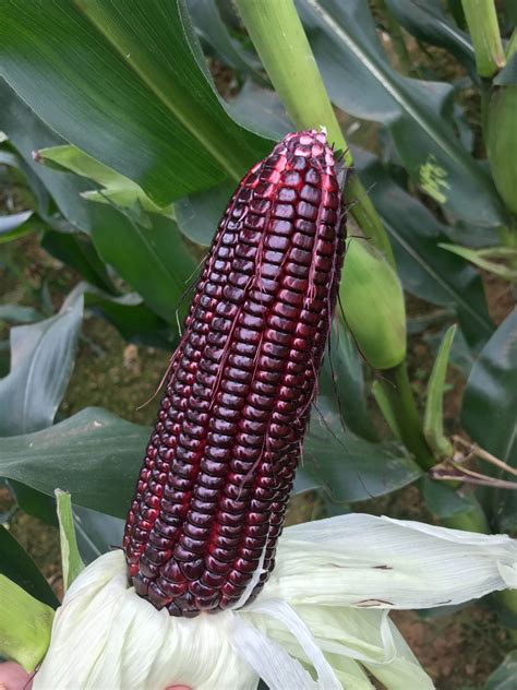Hybrid F1 Black Corn Seeds Dark Purple Sweet Waxy Maize Seeds For Sale
