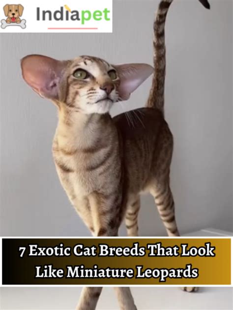 7 Exotic Cat Breeds That Look Like Miniature Leopards