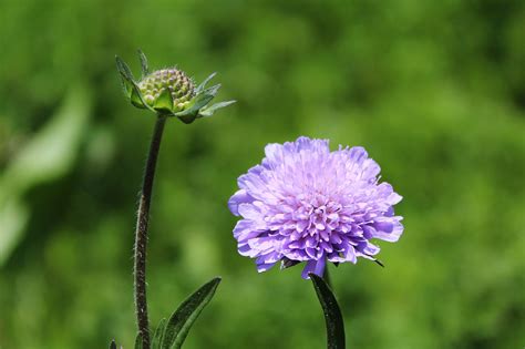 Free Images Nature Blossom Meadow Prairie Purple Bloom Green