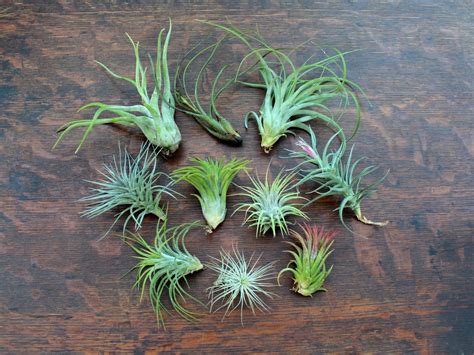 How To Care For Air Plants