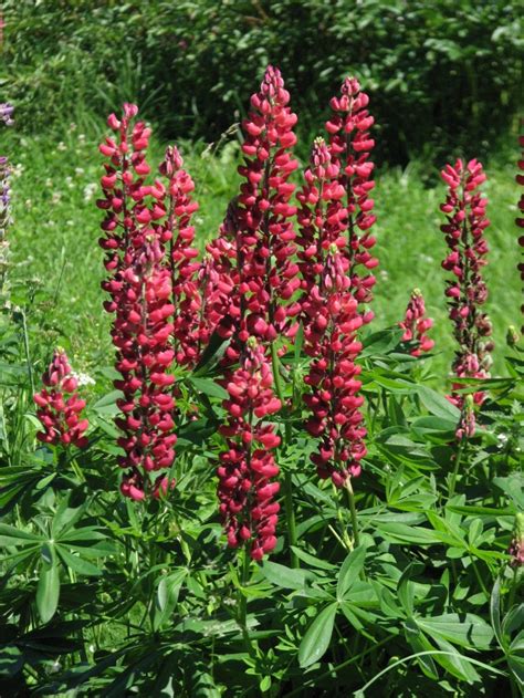 Il brodo vegetale è una delle preparazioni di base della cucina. Il Peccato Vegetale | Catalogo | Lupinus - Lupinus 'The Page'