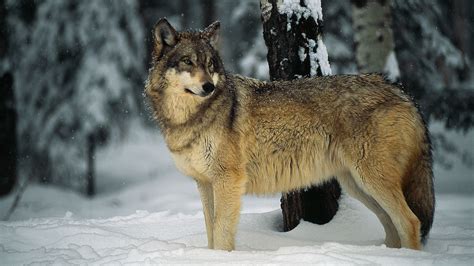 Gray Wolf National Geographic Grey Wolf Wolf Pictures Animals