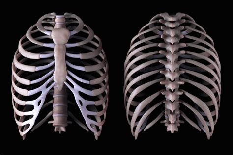 Types Of Chest Trauma And Injuries