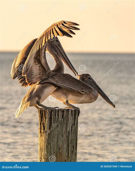 Armário De Pelicanos Marrons De Galápagos Estacionados Em Um Poste De