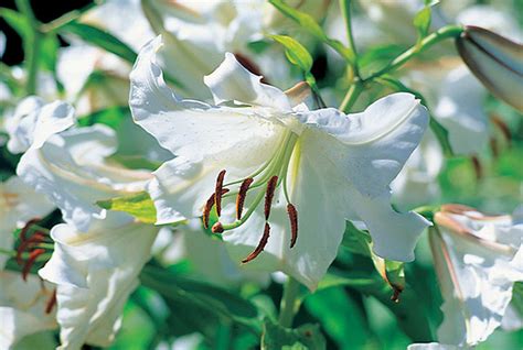 Buy Oriental Lily Bulb Lilium Casa Blanca Delivery By Crocus