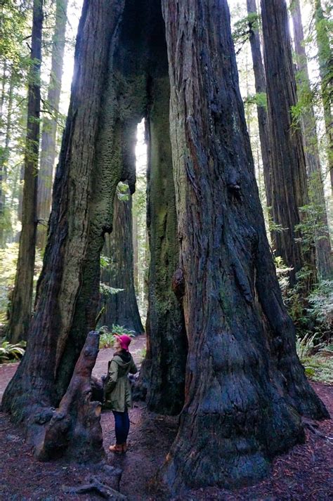 Maybe you would like to learn more about one of these? The Best Places to See Redwoods Near San Francisco