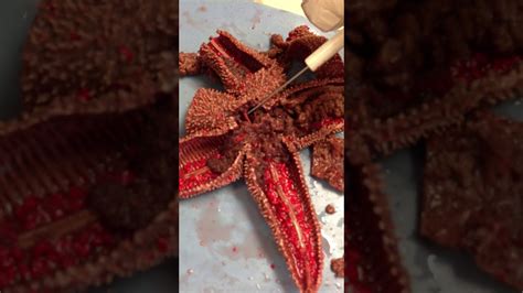 Starfish Dissection Youtube