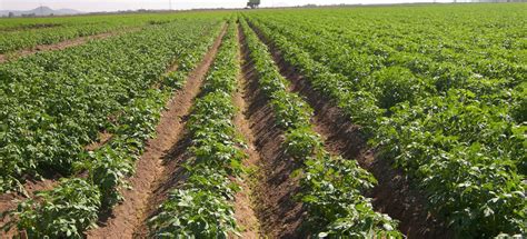 My papa owns a yacht and half the state of rhode island, so there. ᐅ ¿Cómo funciona el cultivo de la papa? ⚡️ » Cómo Funciona