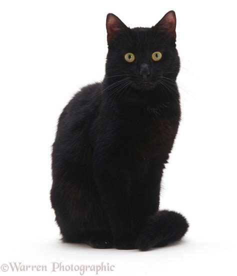 Black Cat Sitting Photo Wp08683