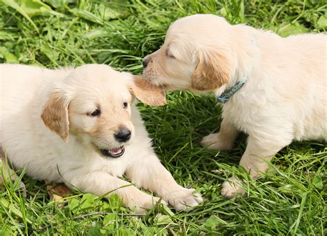 Free Images : nature, group, play, puppy, pet, young, two, dogs, fun