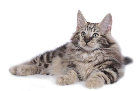 Norwegian Forest Cat Cat Breed Selector