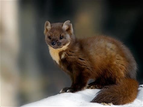 Marten Kuna Lesní Paws And Claws Forest Animals Cute Animals