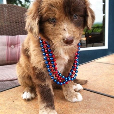 The golden retriever is a breed of dog. golden retriever/australian shepherd mix | Golden ...