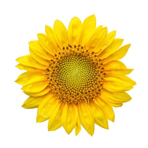 Single Sunflower Isolated On White Background Stock Photo Image Of