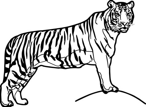 Free printable tiger coloring page. cool Waiting Big Tiger Coloring Page | Animal coloring ...